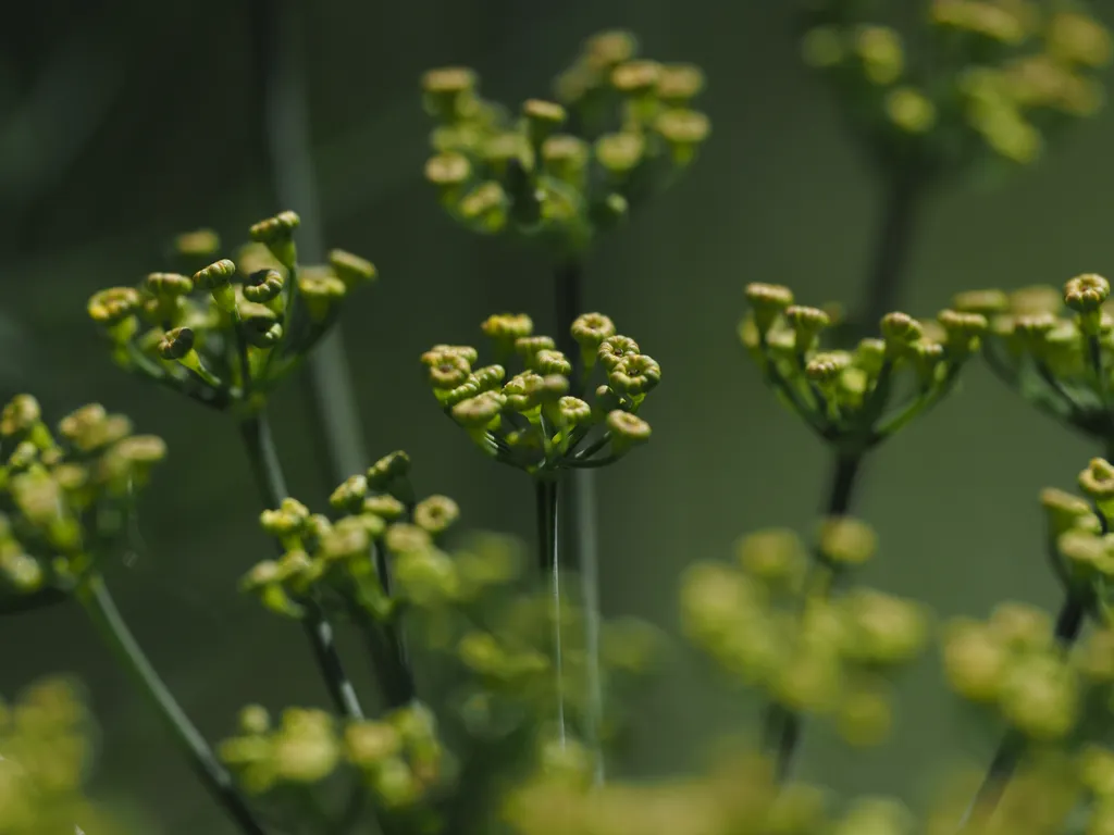 a plant with fractal flowers