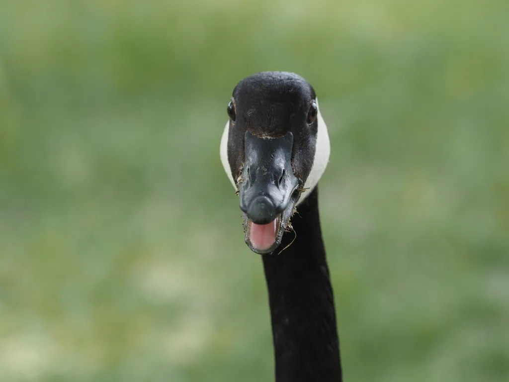 a goose looking at the camera