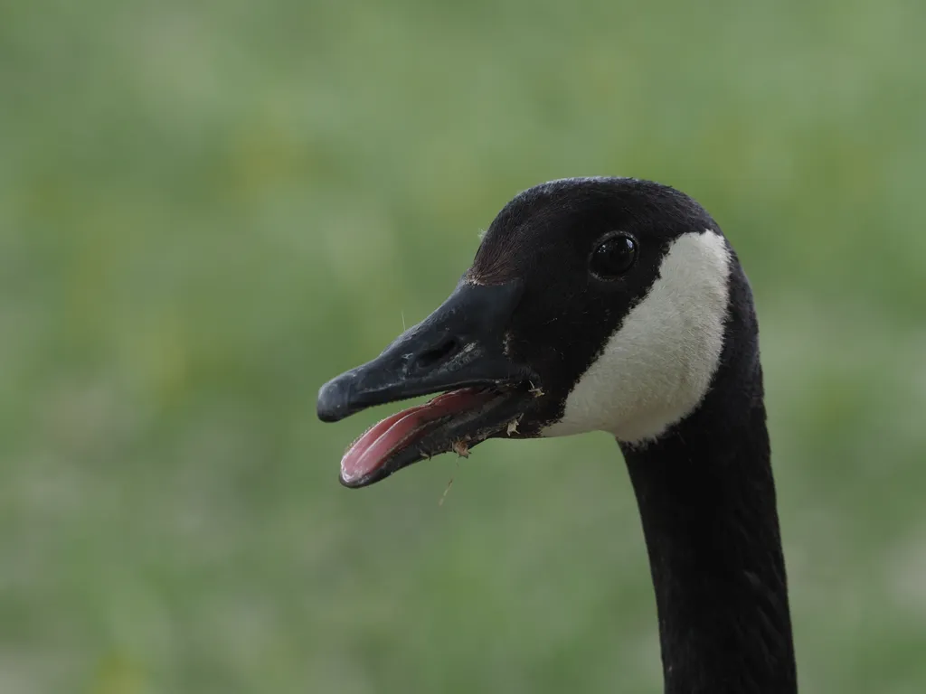 a goose looking at the camera