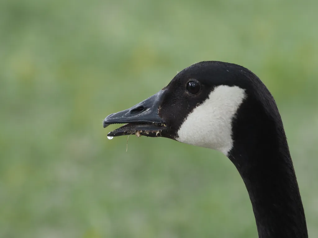 a drooling goose
