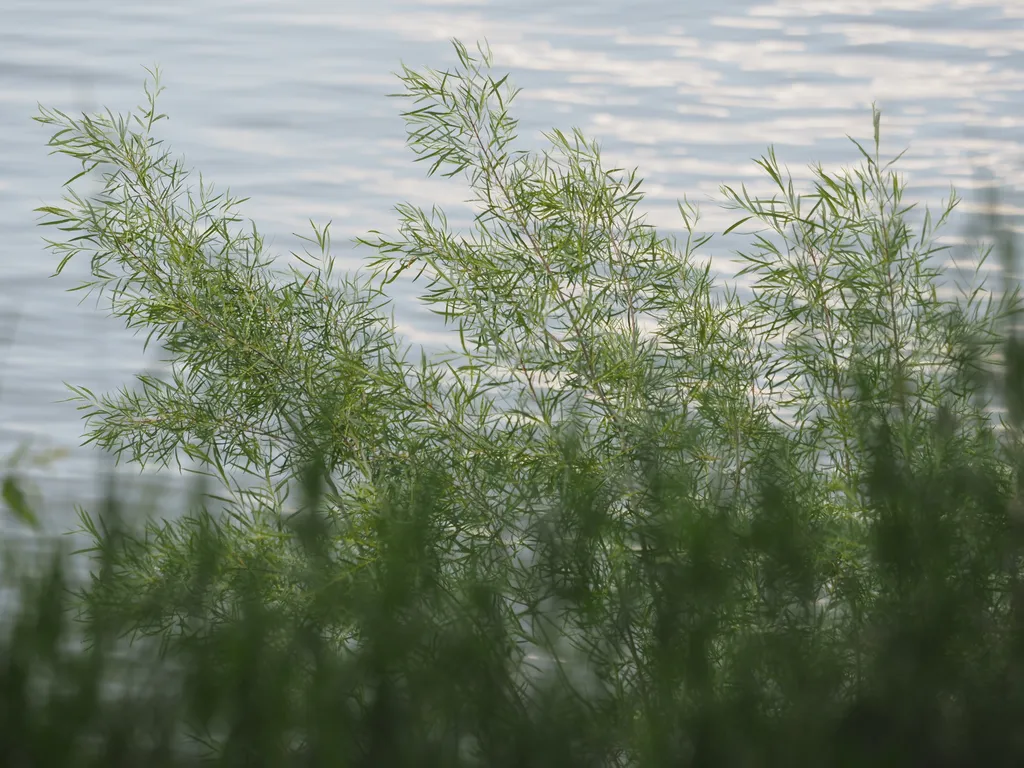plants growing along a river