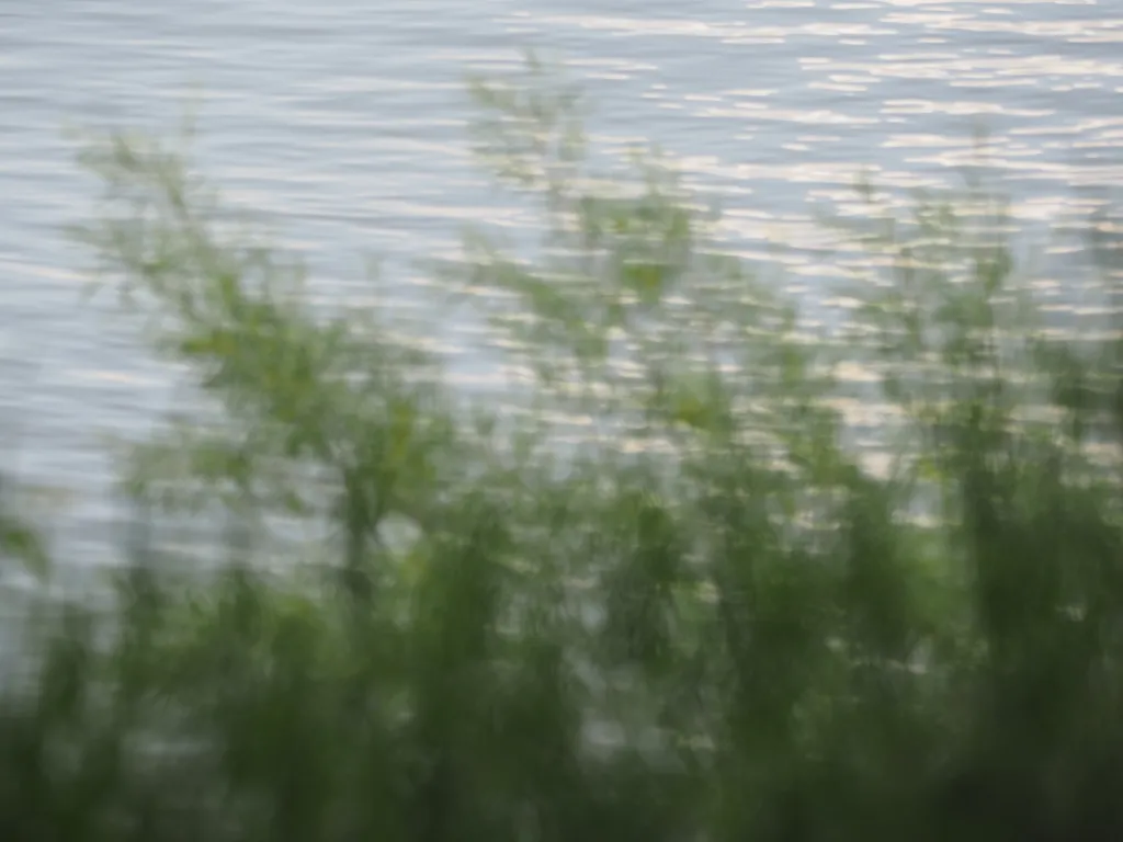 plants growing along a river