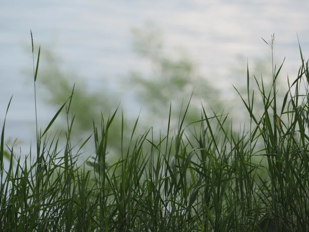 plants growing along a river
