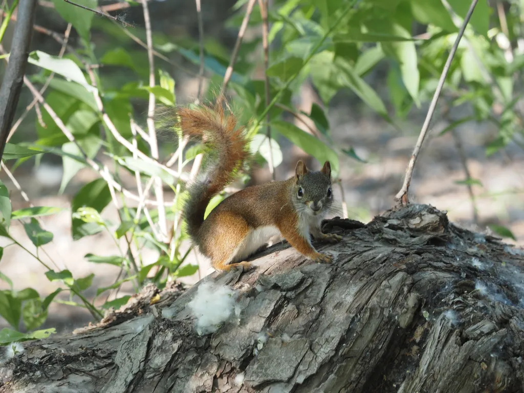 a squirrel looking at the camera