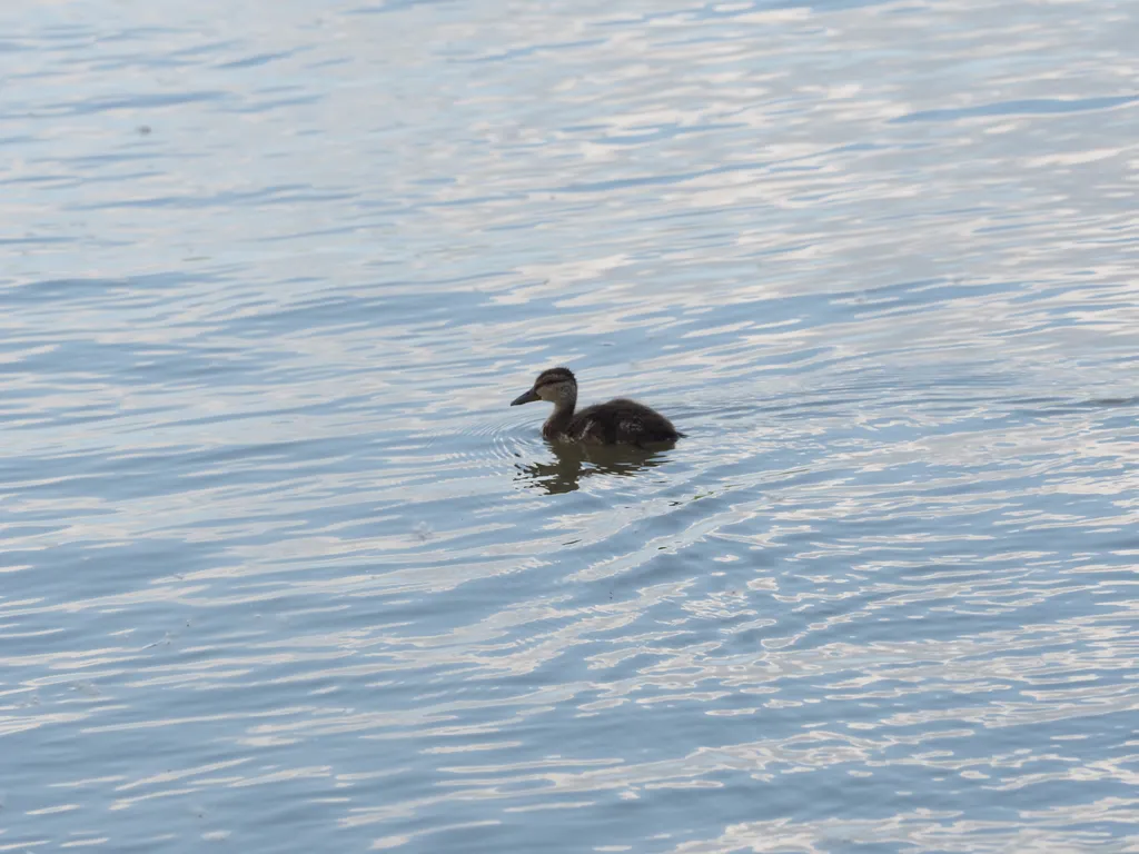 a duckling in a river