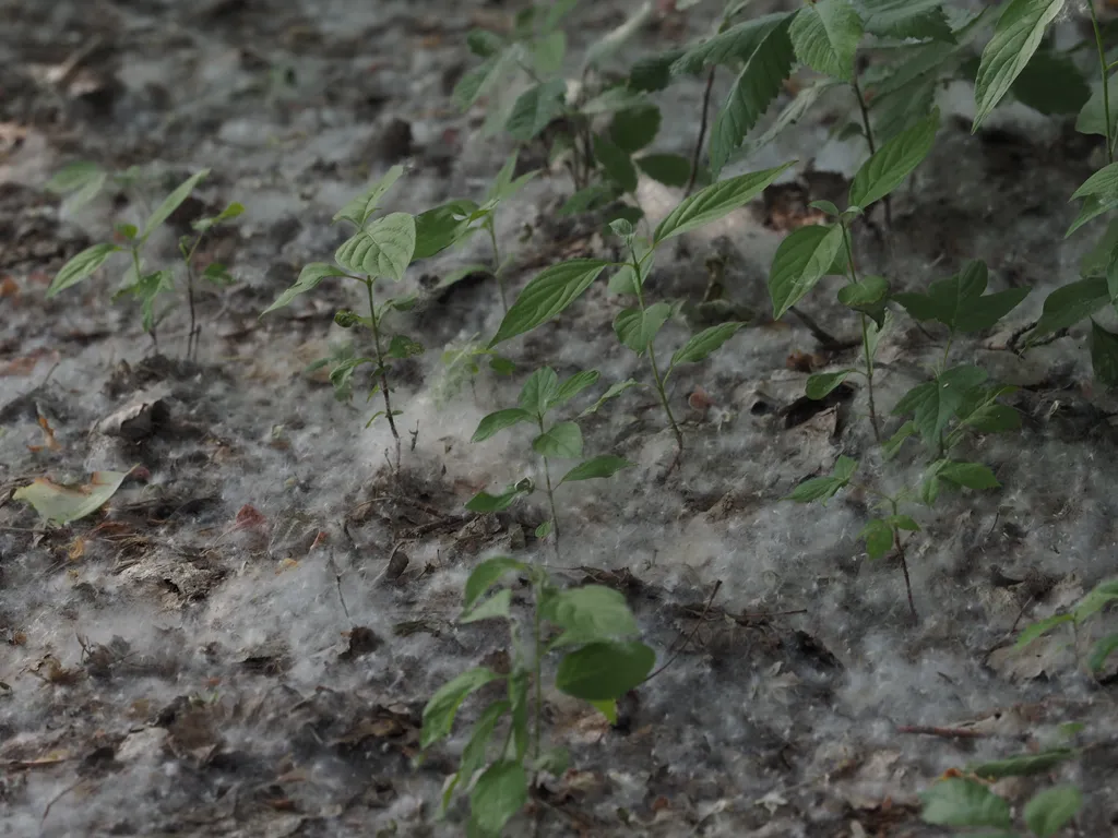 white fuzzy seeds covering the ground