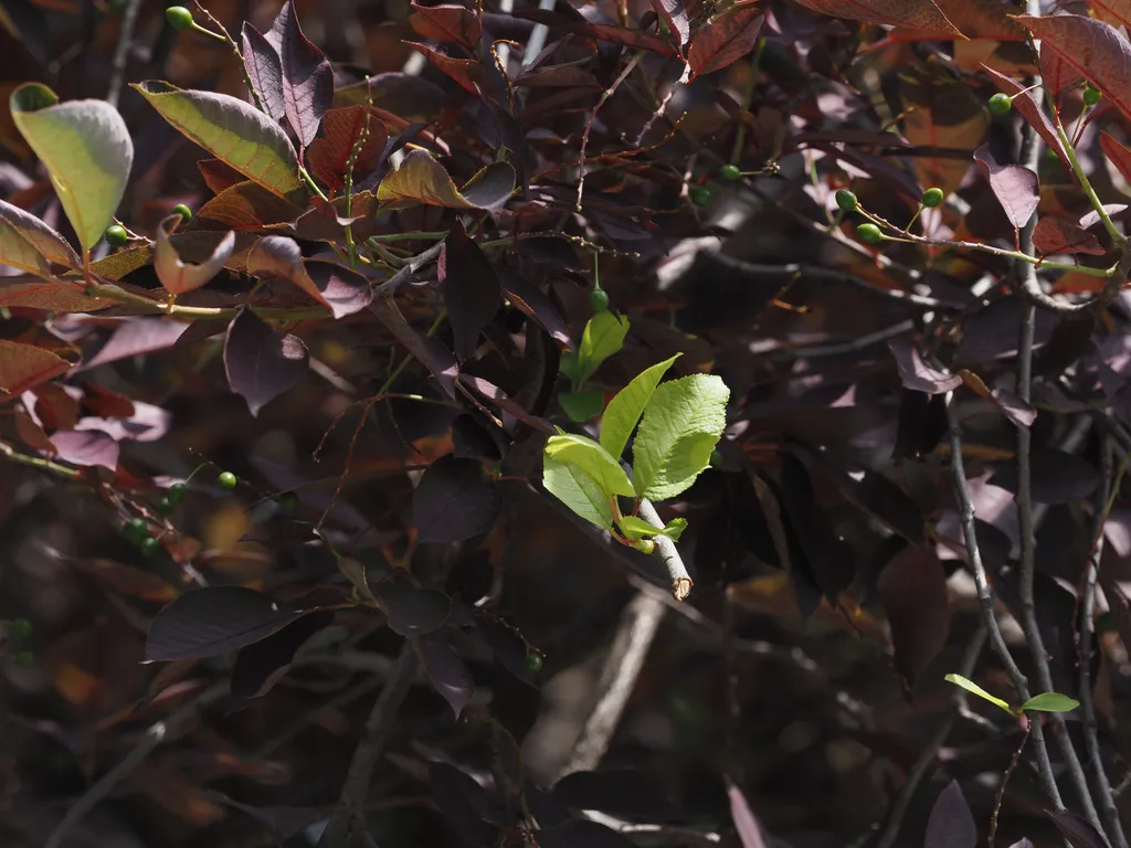 fresh green leaves on a shrub
