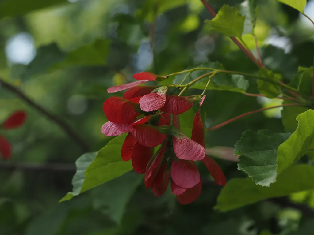 bright red red seeds on a tree