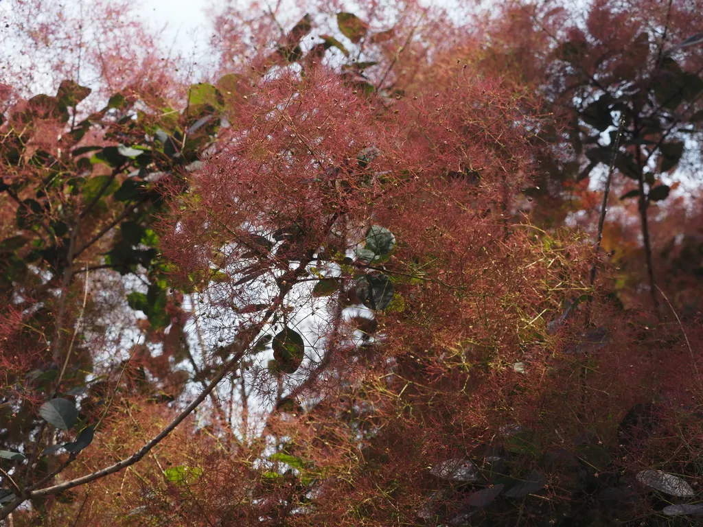 a tree withgreen leaves and also a mess of red stalks (possibly rows of flowers?)
