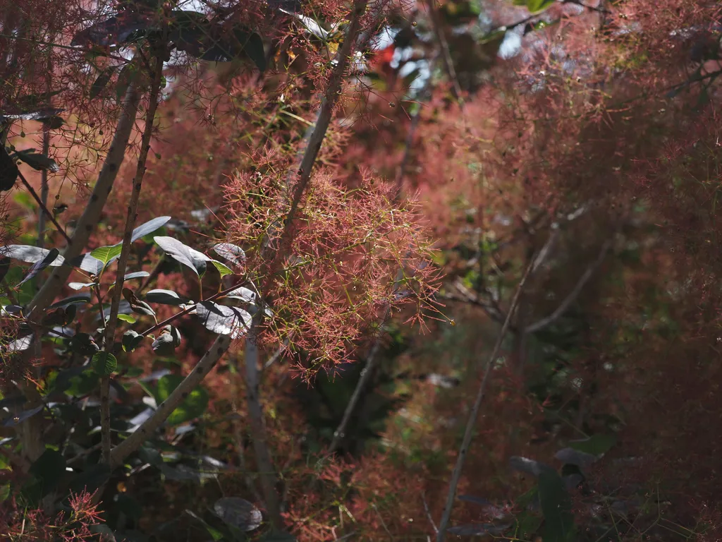 a tree withgreen leaves and also a mess of red stalks (possibly rows of flowers?)