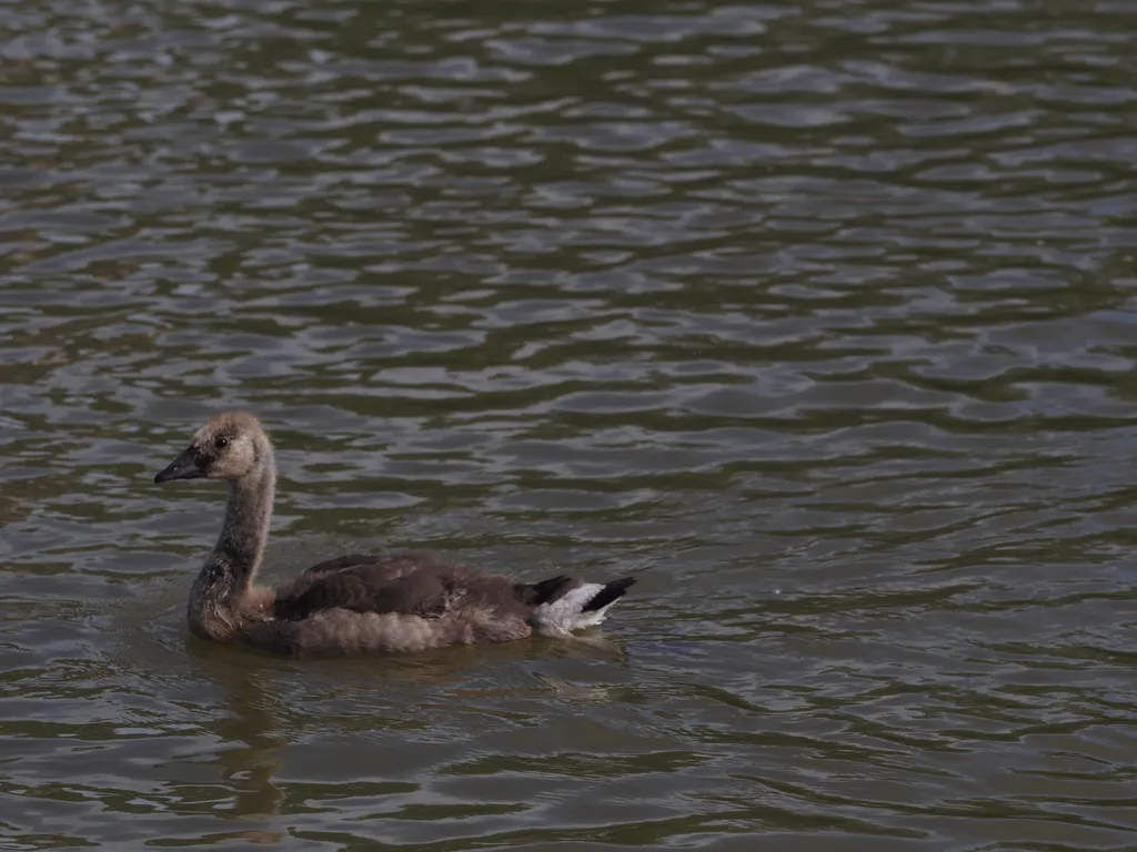 a teenage goslings