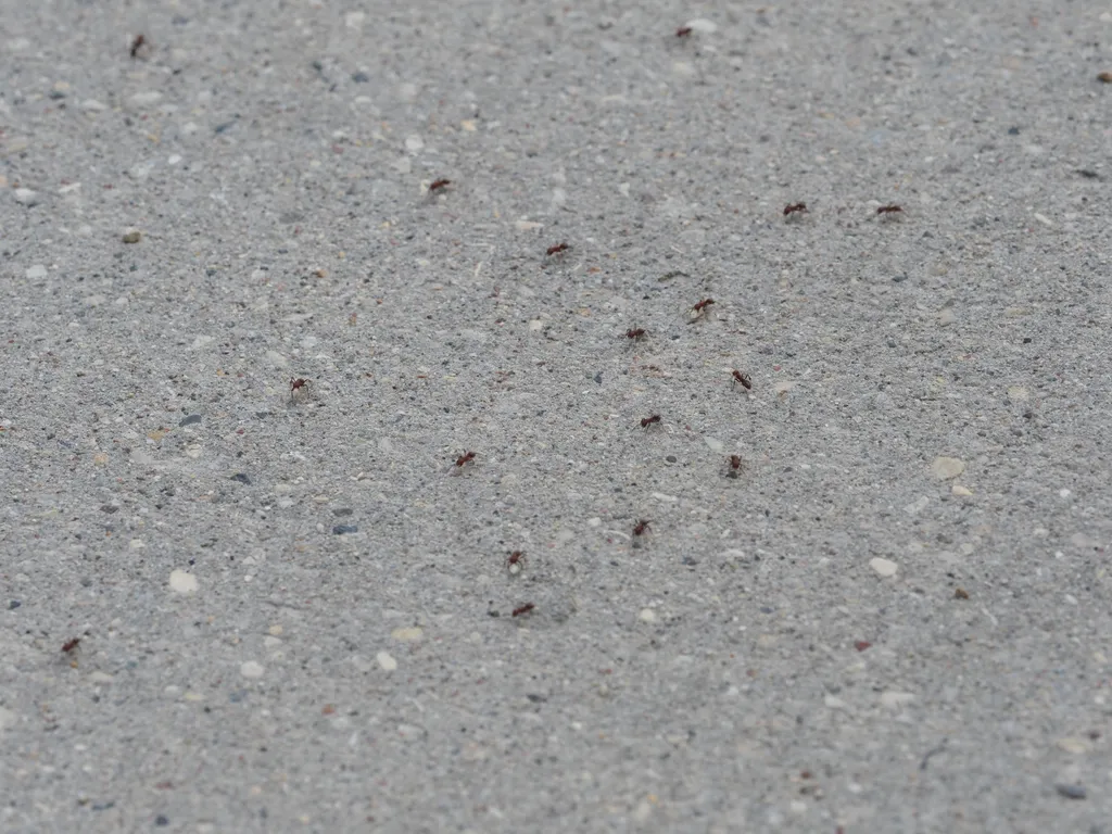 ants on a sidewalk