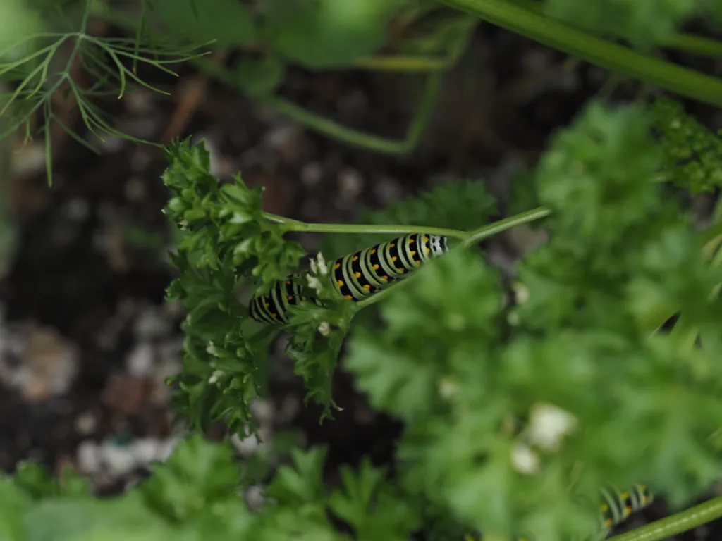 a large caterpillar on its namesake plant