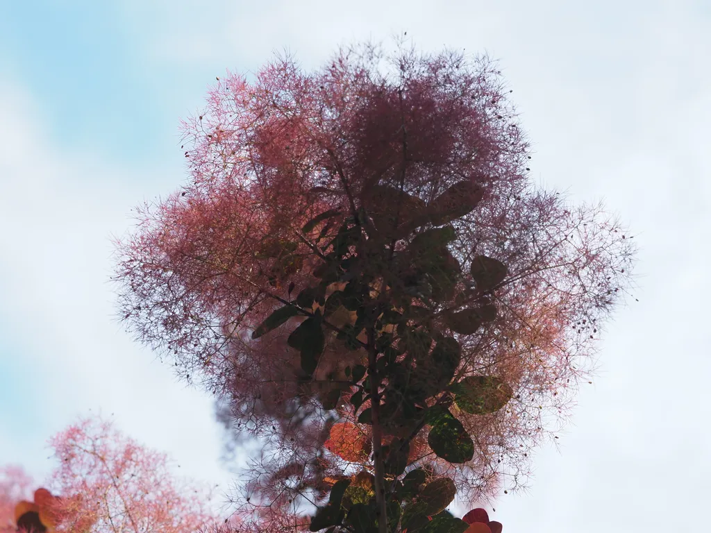 a tree with green leaves and also a mess of red stalks (possibly rows of flowers?)