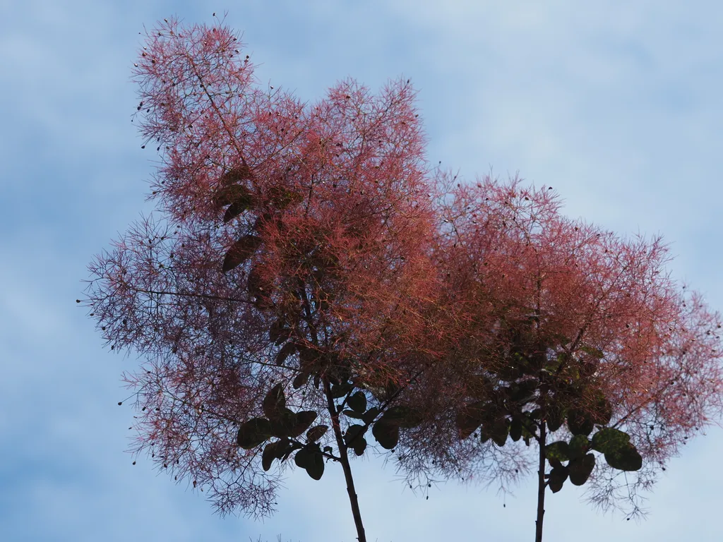 a tree with green leaves and also a mess of red stalks (possibly rows of flowers?)