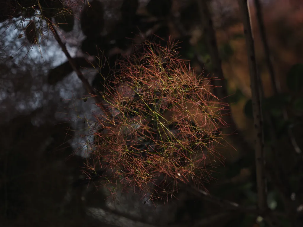 a tree with green leaves and also a mess of red stalks (possibly rows of flowers?)