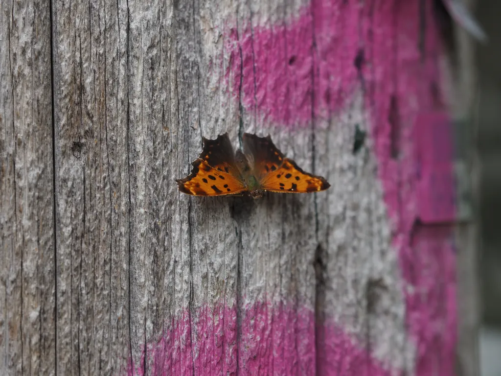 a butterfly on a utility pole