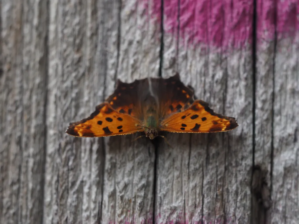 a butterfly on a utility pole