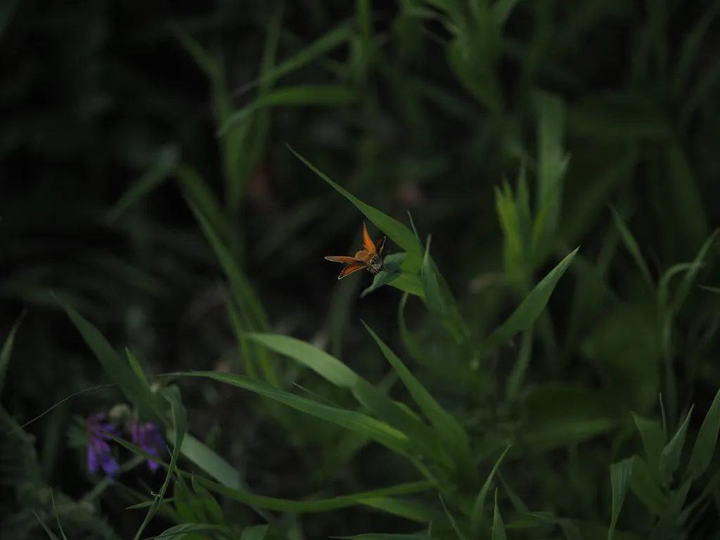a moth with double wings
