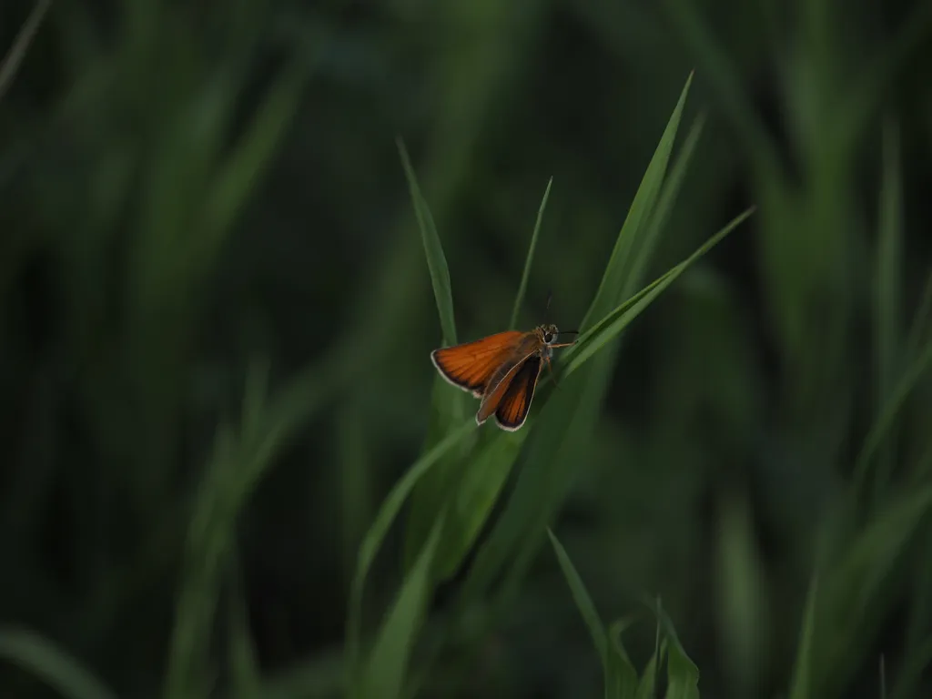 a moth with double wings