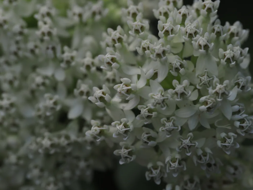 white bundles of flwoers