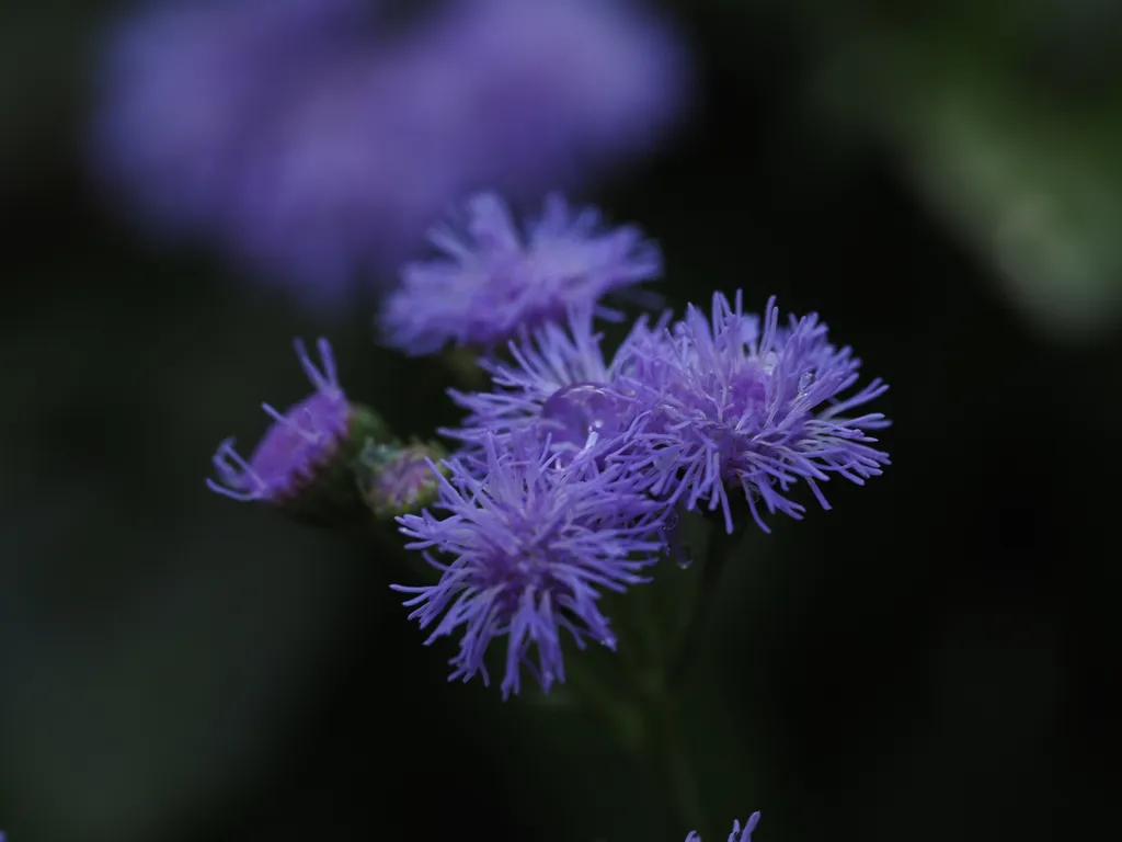 tiny purple flowers