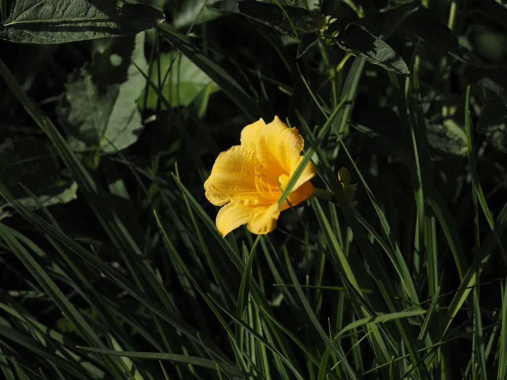 a yellow flower