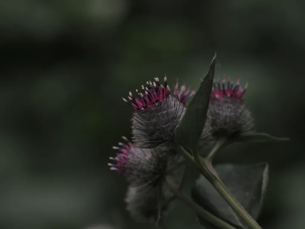 flowering thistles