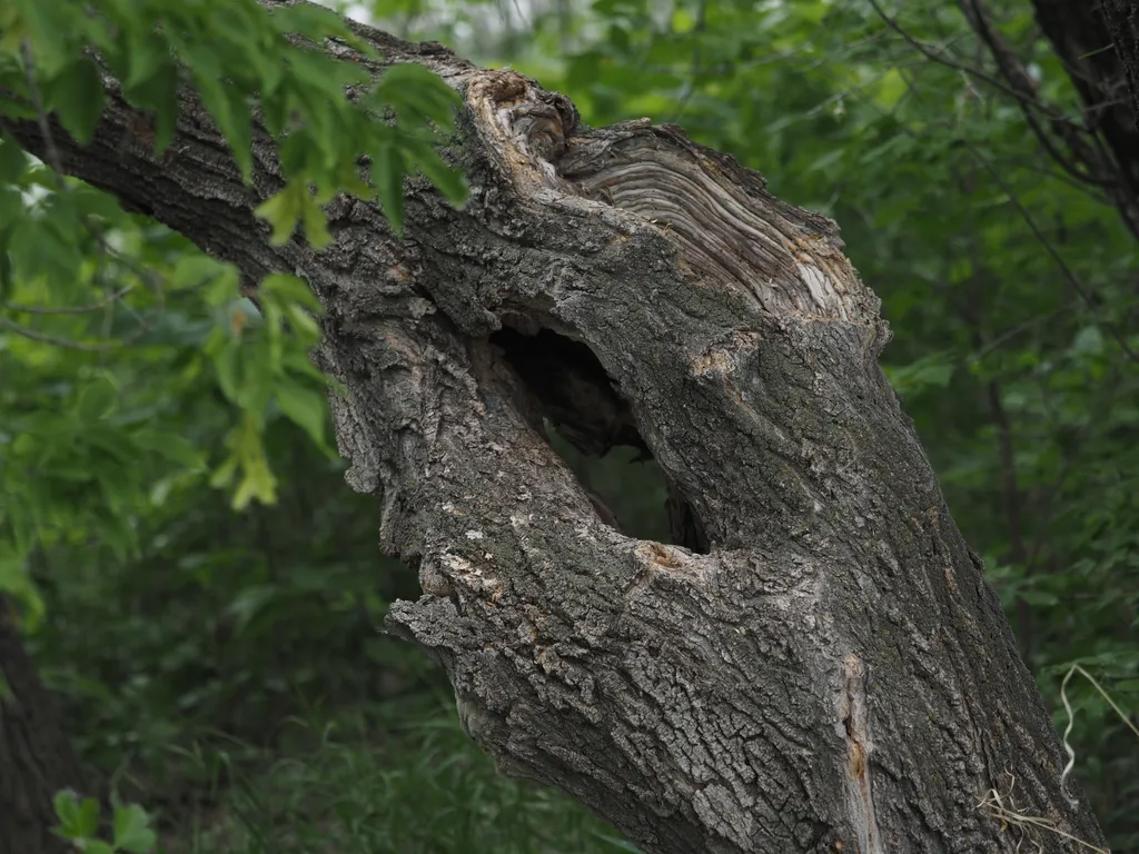 a hole in a tree