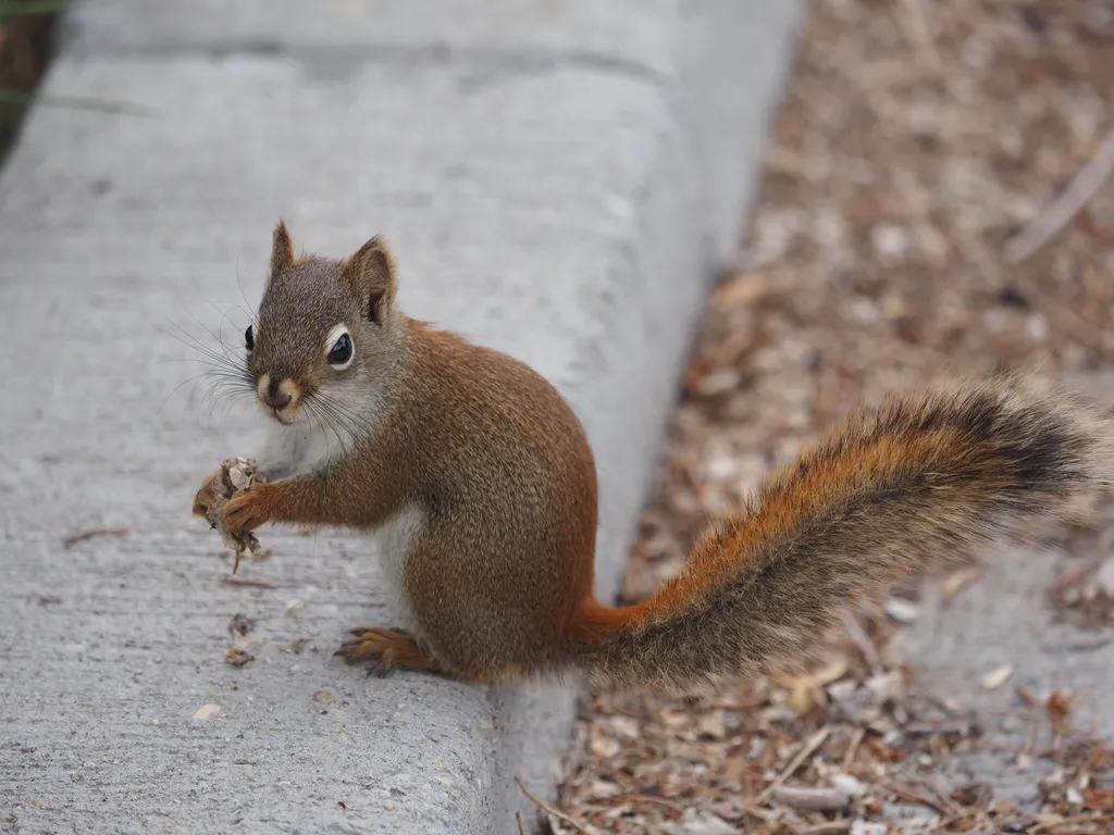 a squirrel eating