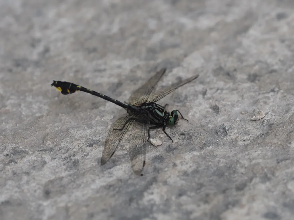 a dragonfly resting on a stone