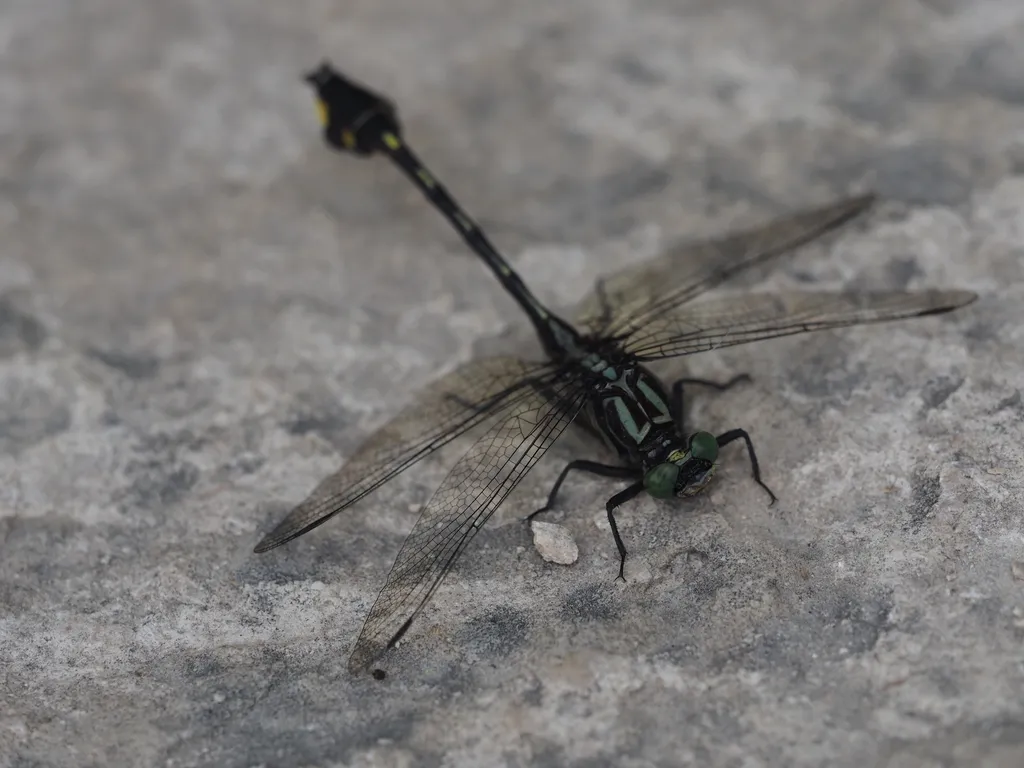 a dragonfly resting on a stone