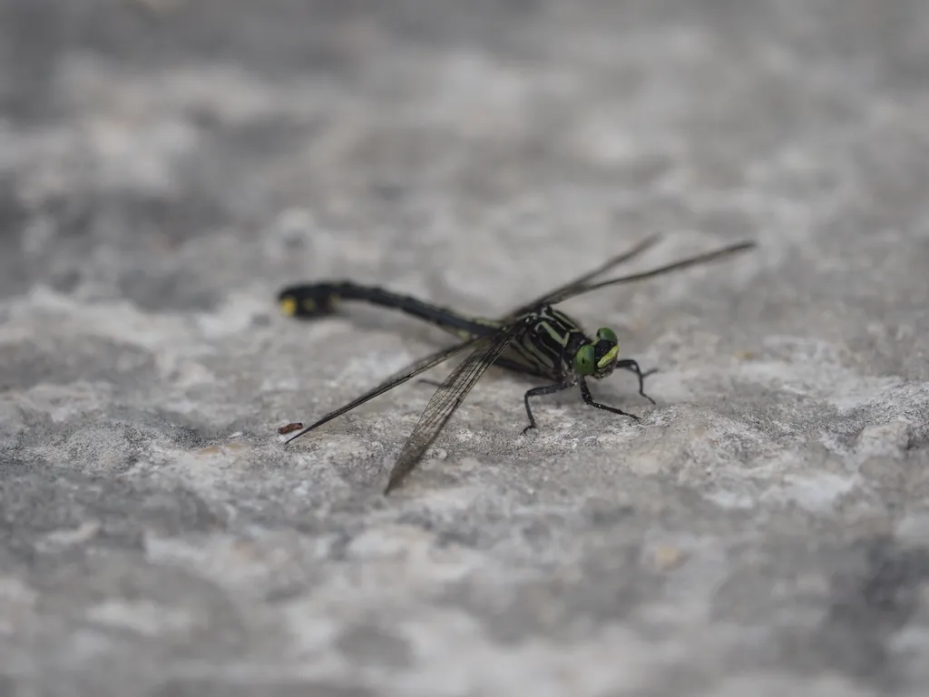 a dragonfly resting on a stone