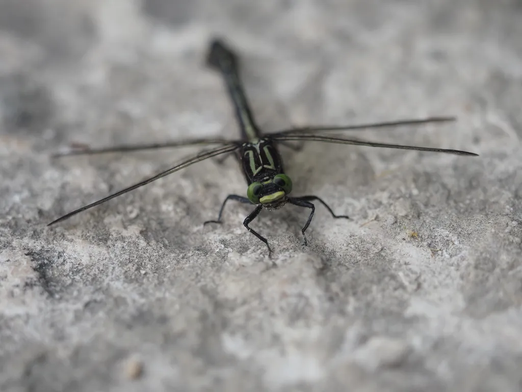 a dragonfly resting on a stone