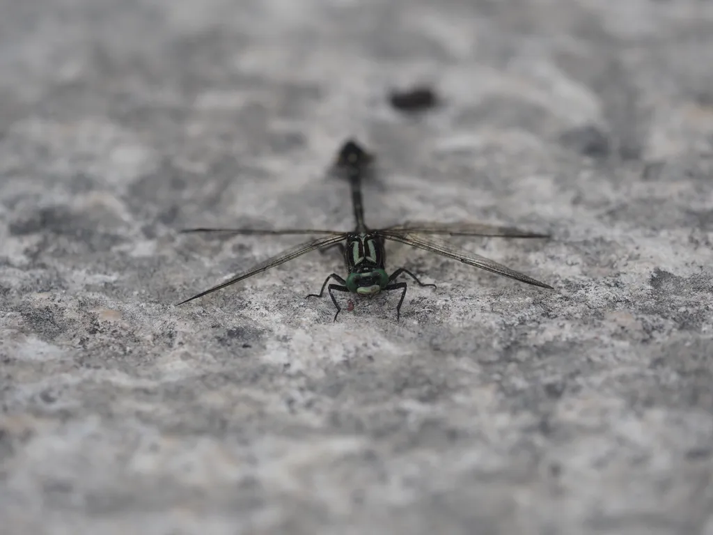 a dragonfly resting on a stone