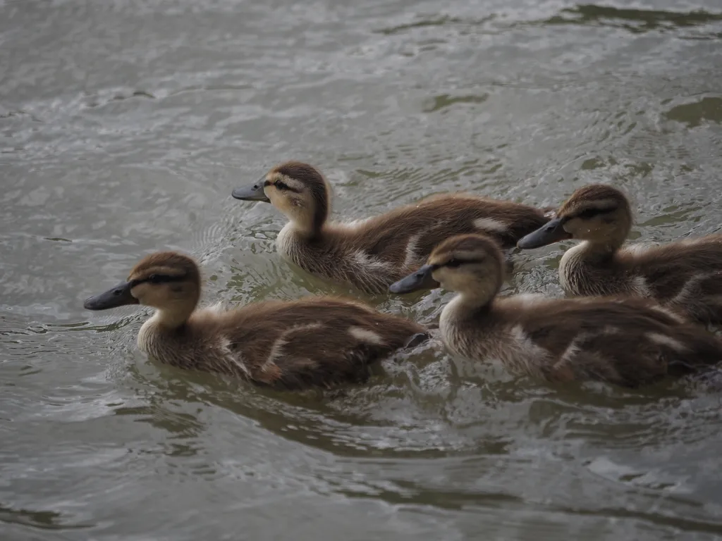 ducklings in a river