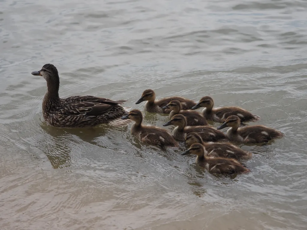 ducklings in a river