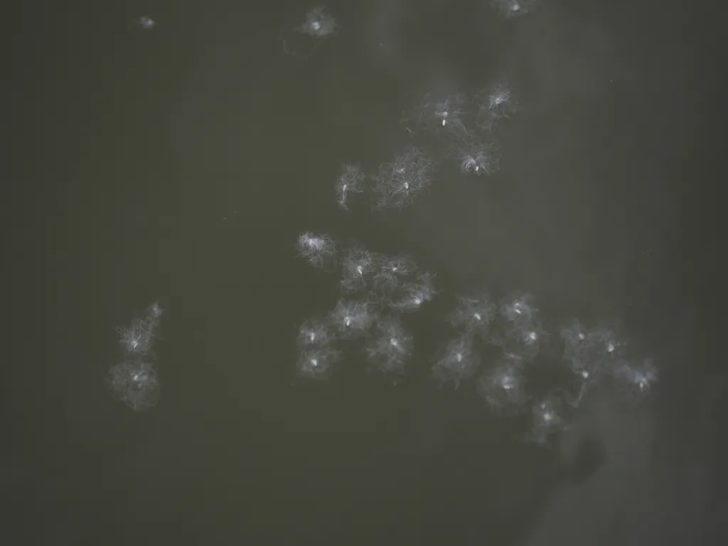 seeds floating in a river