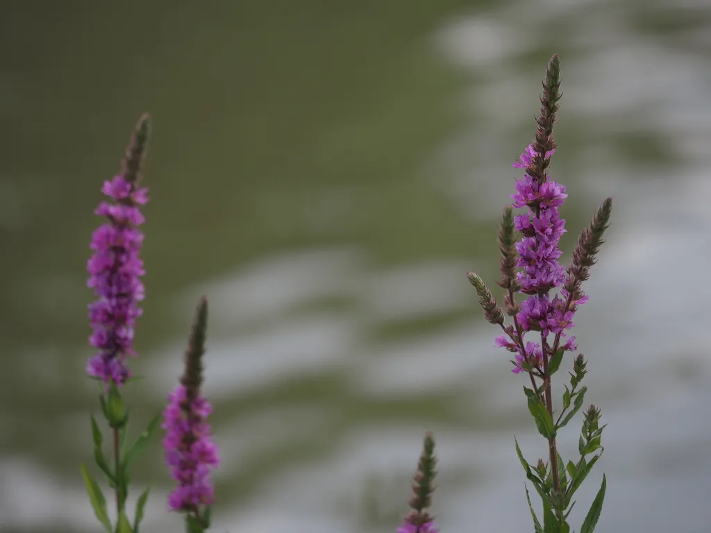 flowers growing along a river
