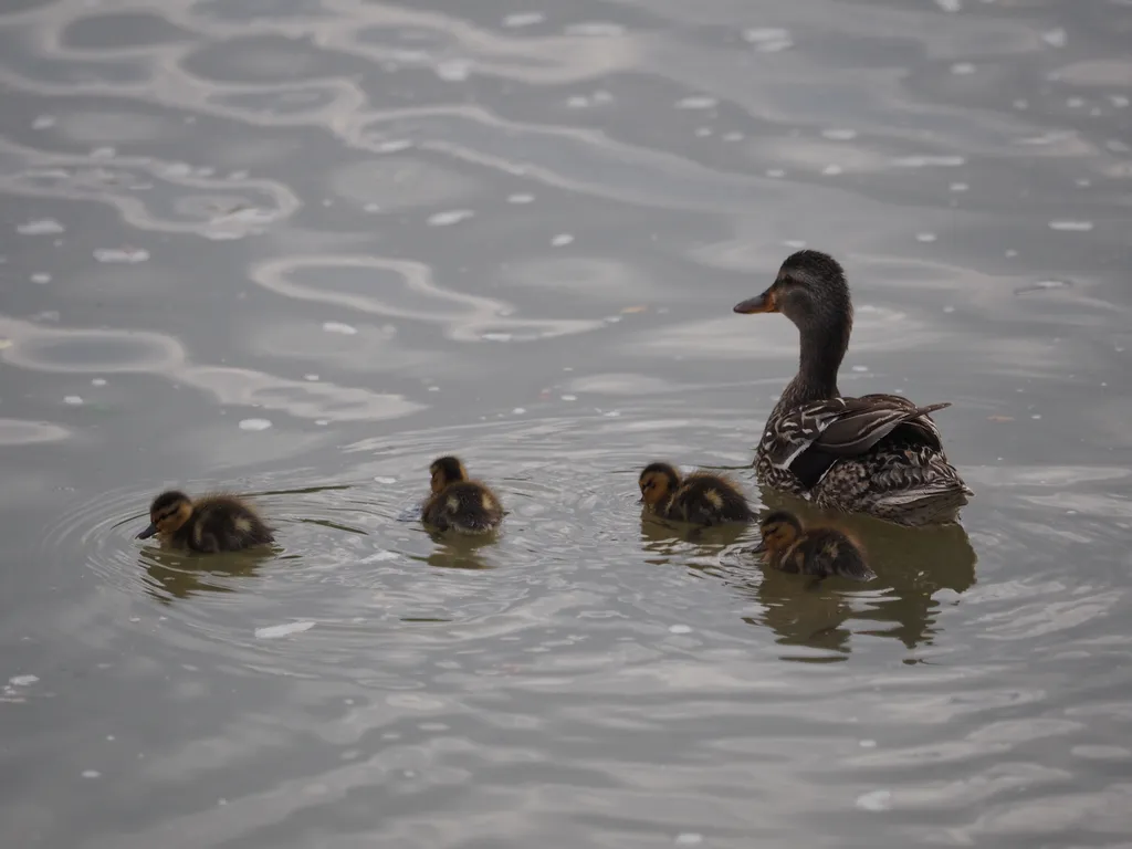 a duck and their ducklings in a river