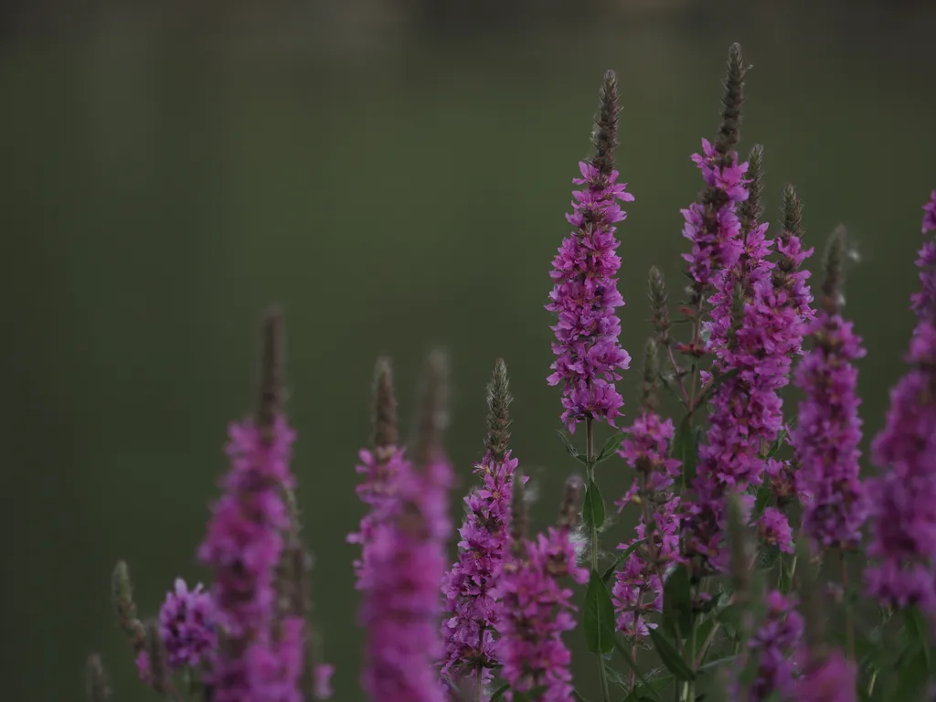 pink flowers growing along a river