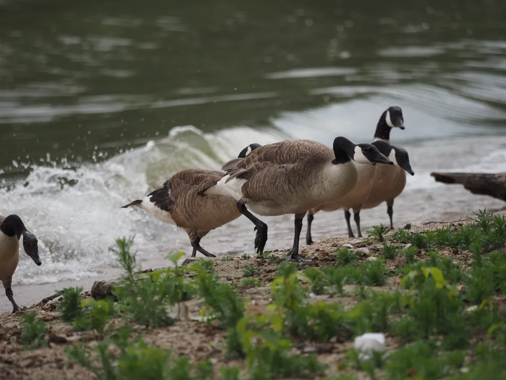 geese emerging onshore