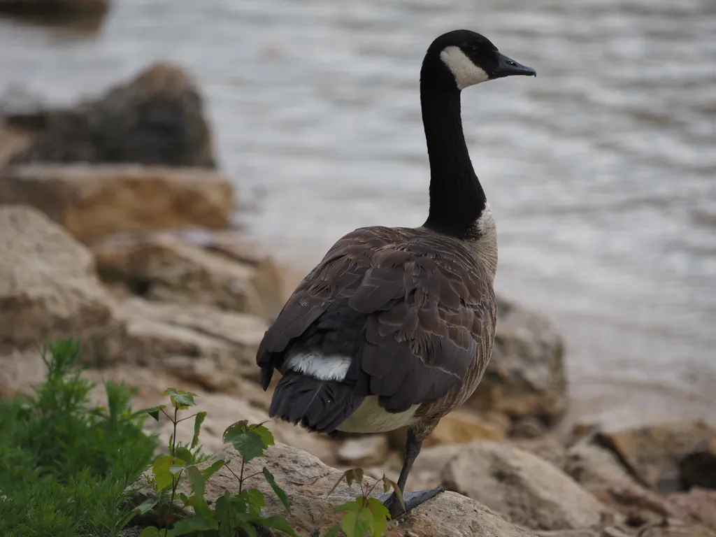 a goose by the river
