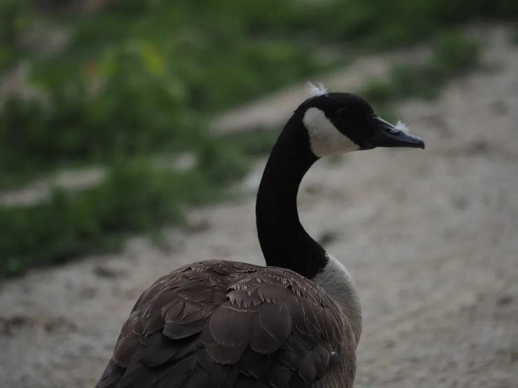 a goose with fluff stuck to their head