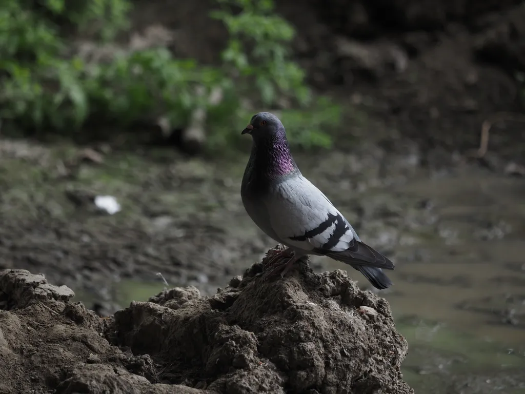 a pigeon on a clod of dirt