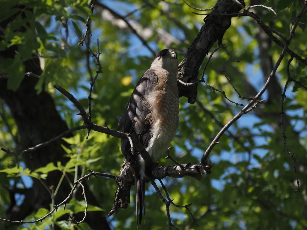 a hawk in a tree