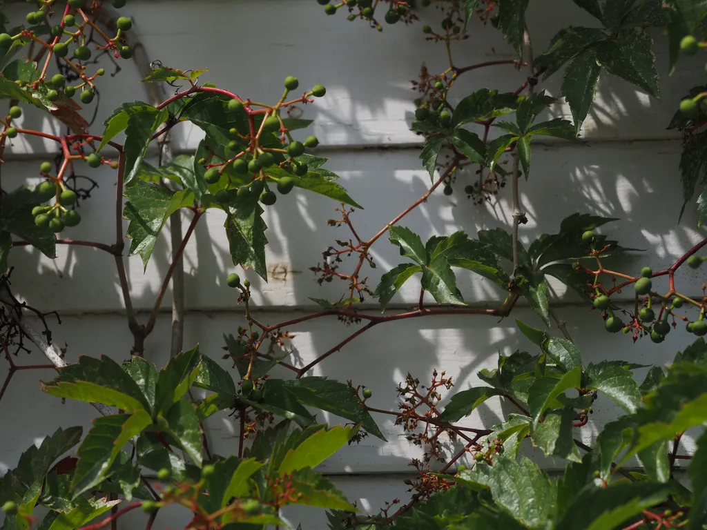 vines growing on a garage