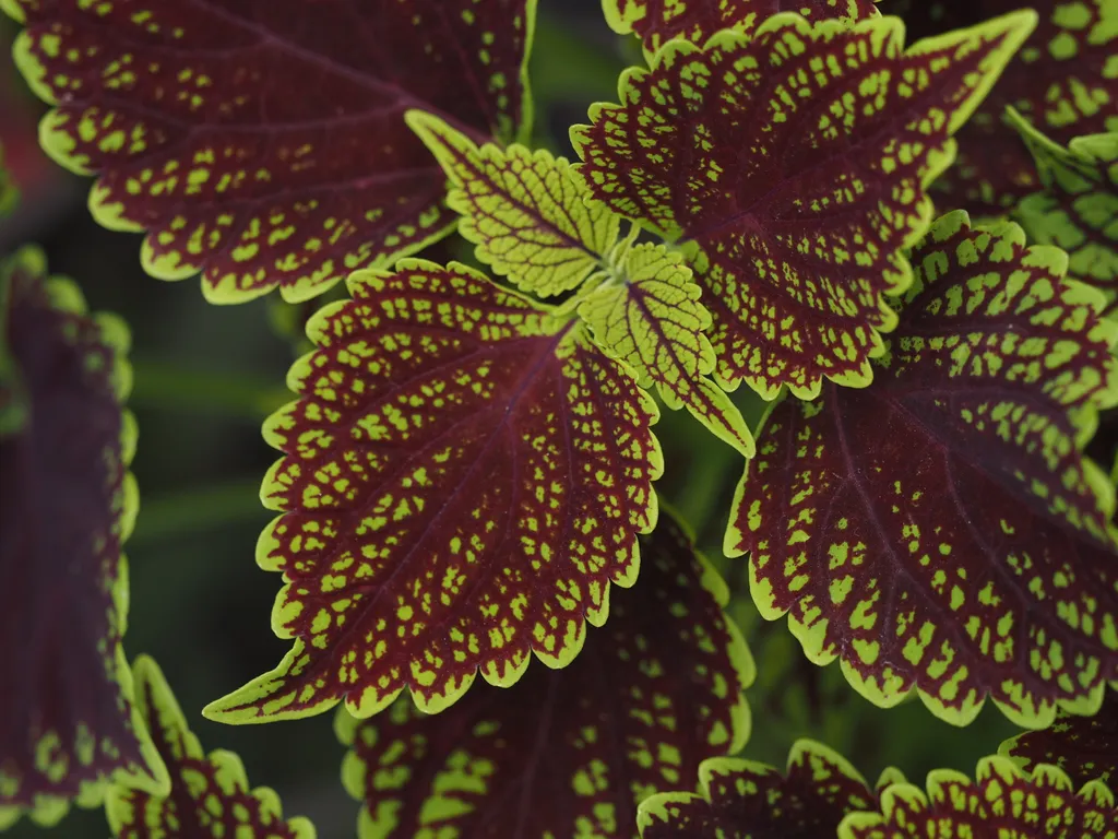 green and maroon leaves