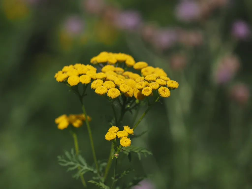 yellow petal-less flowers
