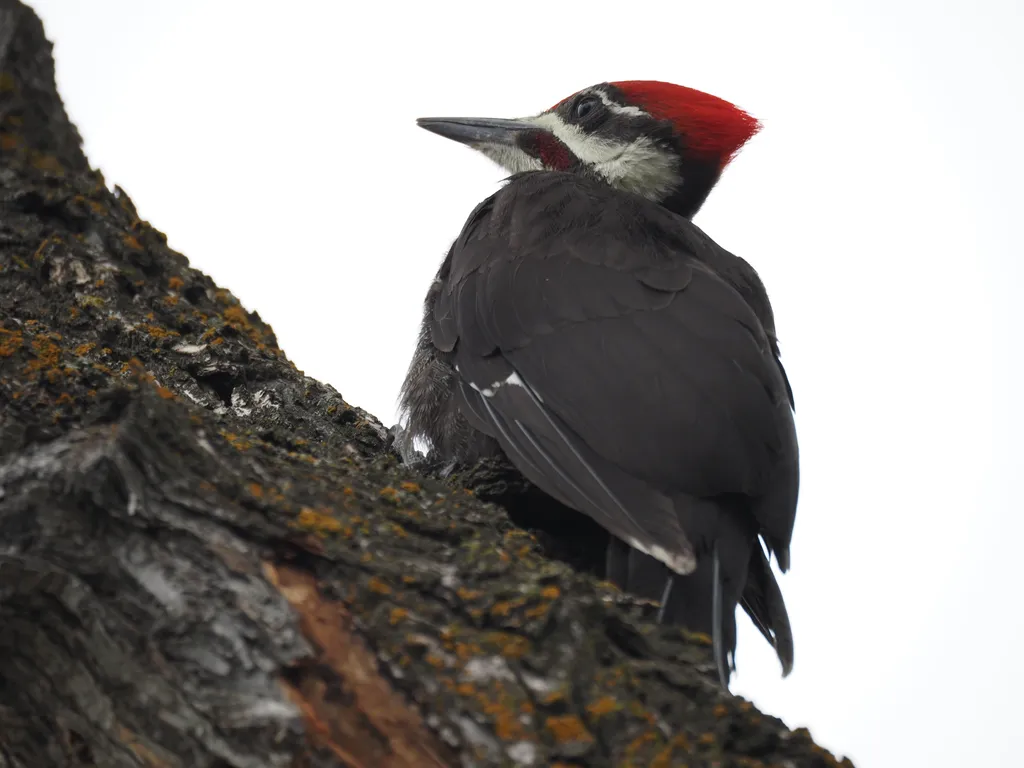 a woodpecker on a tree